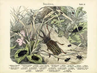 Insectes, vers 1860